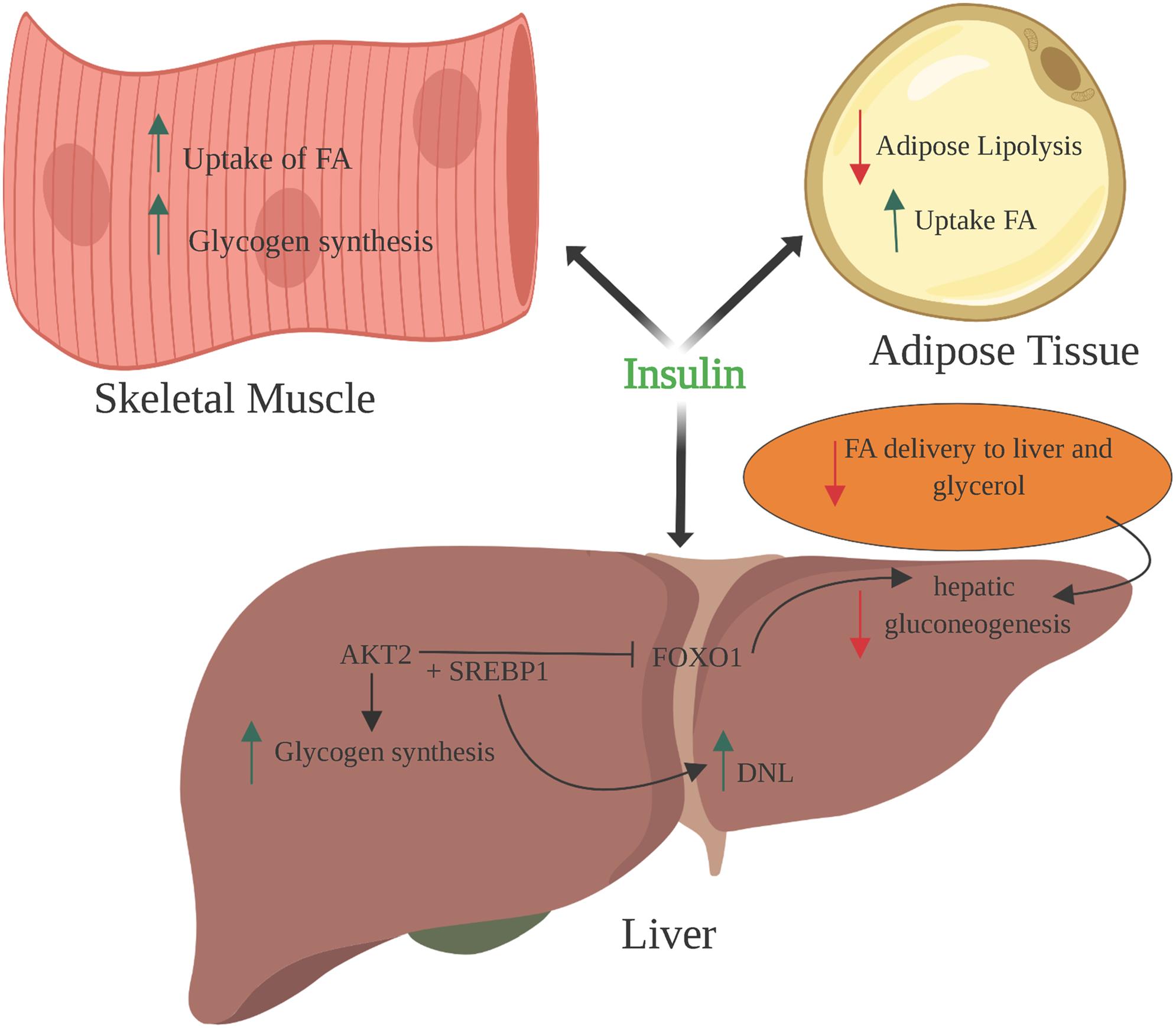 Insulin resistance and liver health