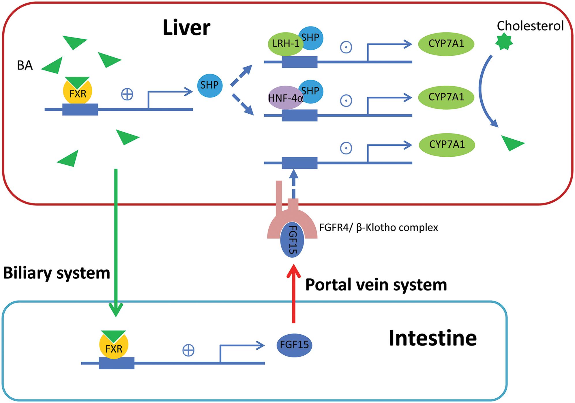 Therapeutic Roles Of Bile Acid Signaling In Chronic Liver Diseases