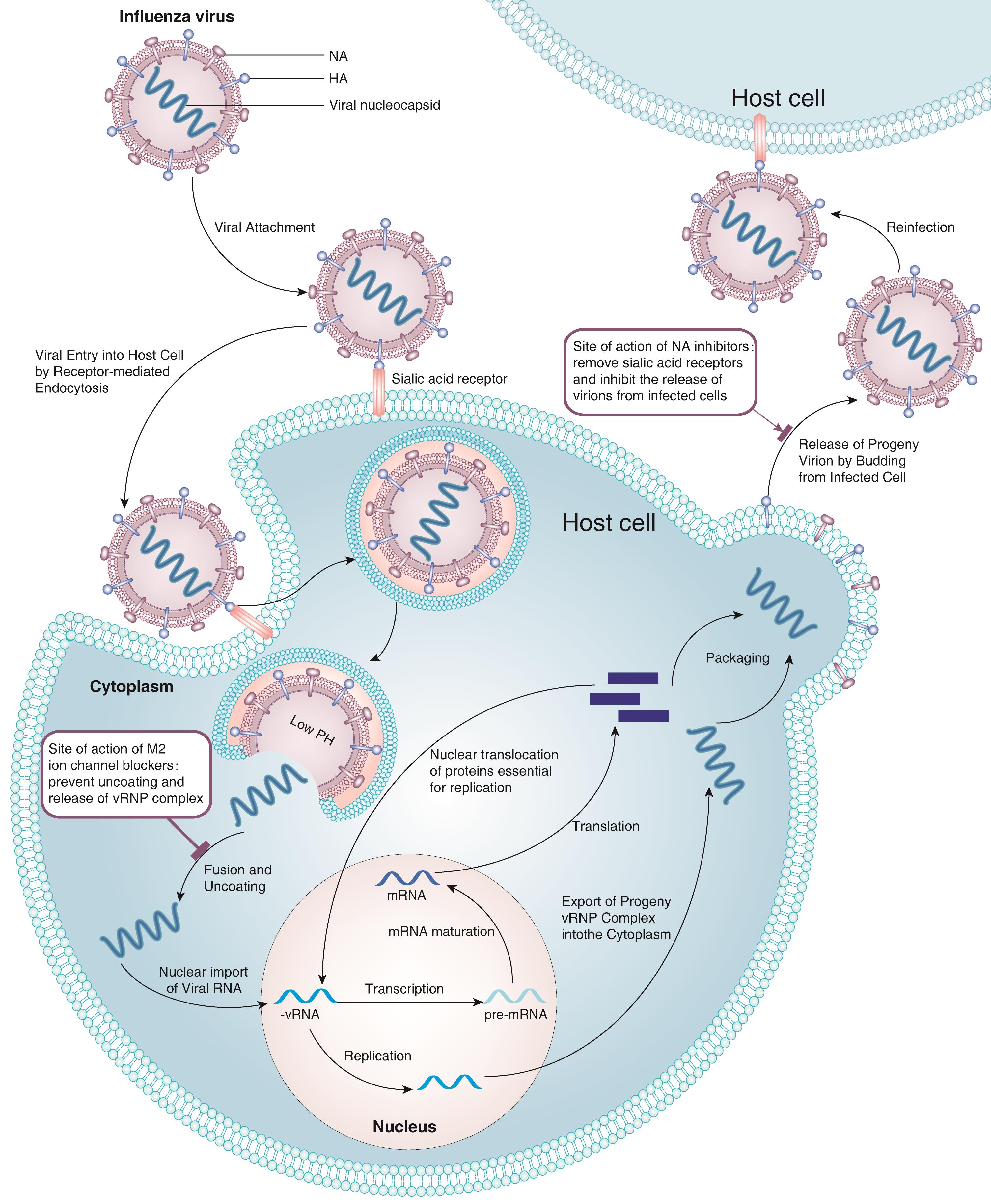 treatment-of-influenza-prospects-of-post-transcriptional-gene