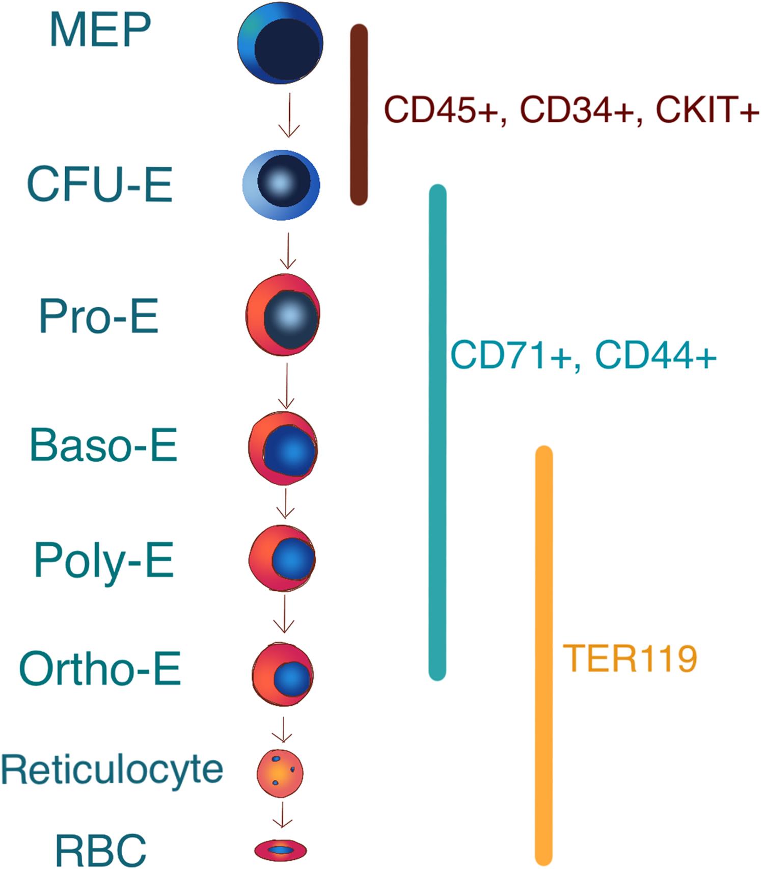 hematopoiesis lineage