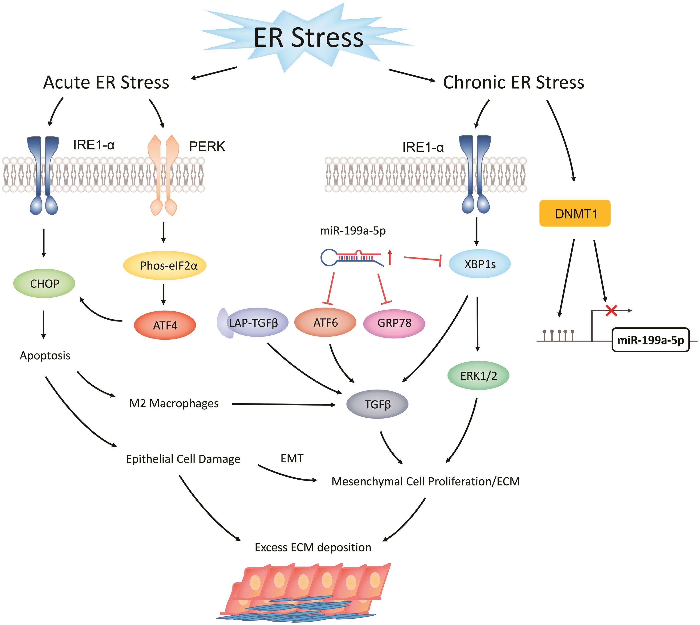 The Role Of Endoplasmic Reticulum Stress In The Development Of Fibrosis In Crohns Disease 6178