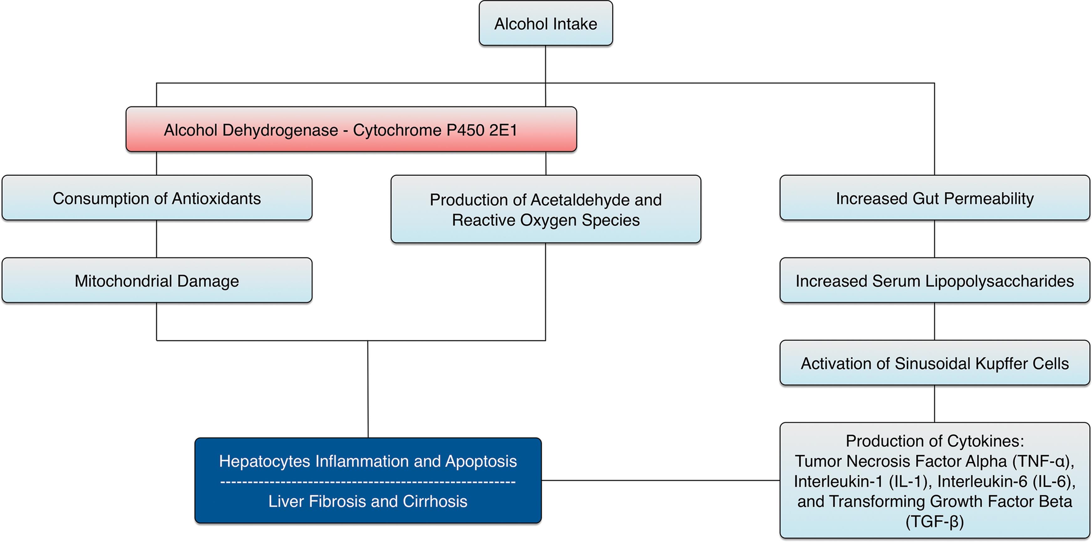 Diagnosis And Management Of Alcoholic Liver Disease 